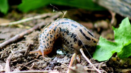 Nacktschnecke