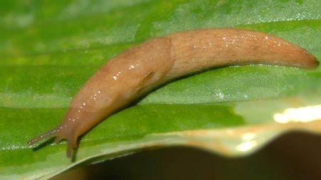 Die Nacktschnecke kriecht