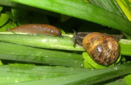 Nacktschnecke