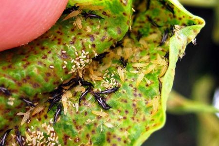 Thrips