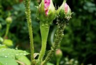 Blattläuse auf Rosen