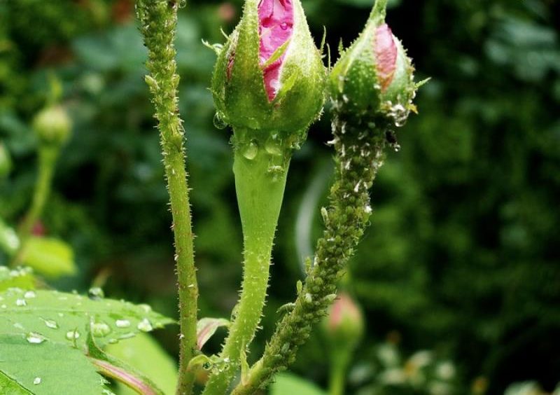 Pucerons sur les rosiers