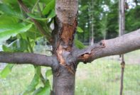 кората на ябълковото дърво се напуква