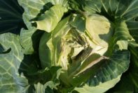 Der Kohl knackt.