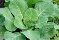 Kohl