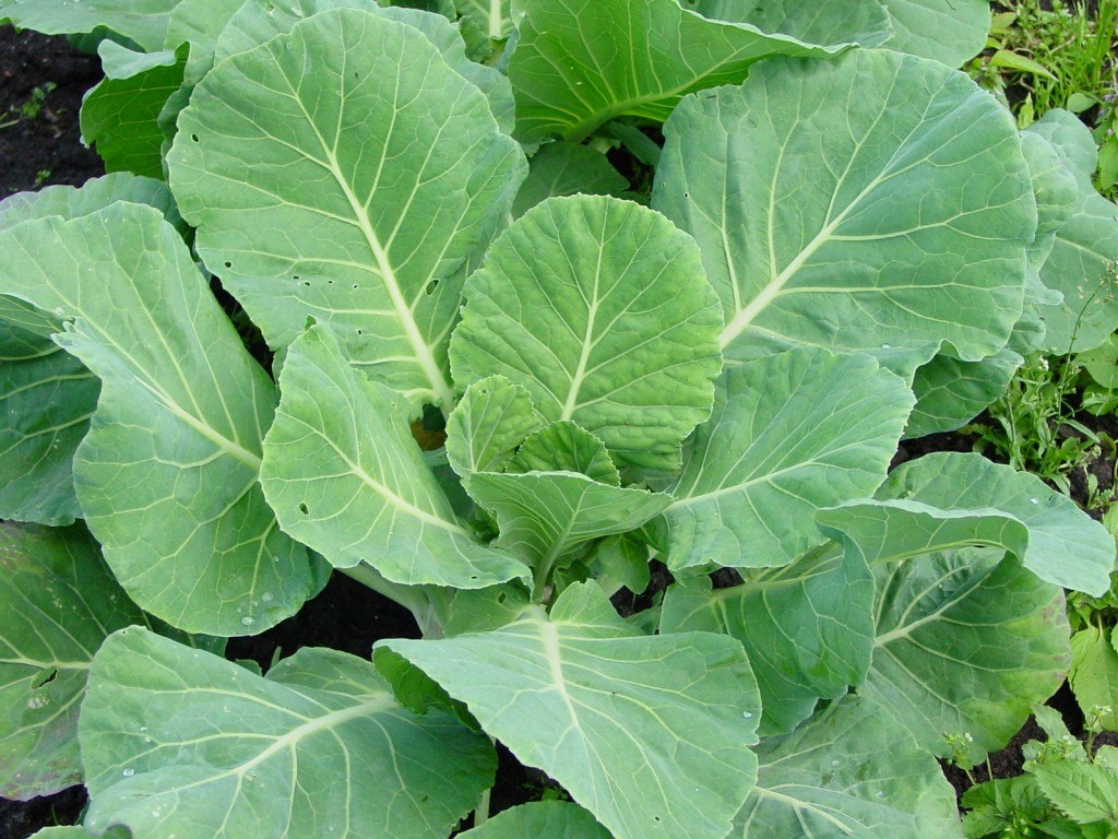 cavolo