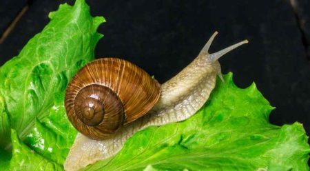 Schnecke