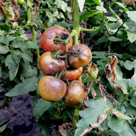 schlechte Tomaten