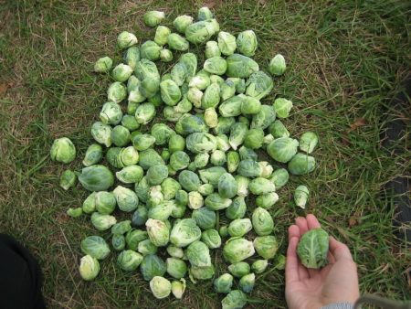 Rosenkohl aussäen