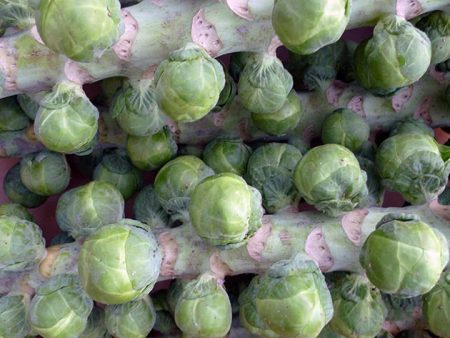 Rosenkohl