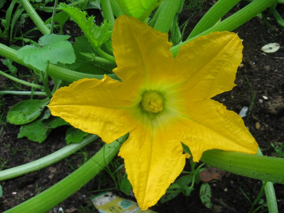 Fleurs de courgettes
