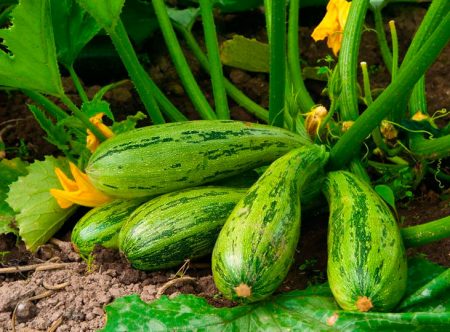 Récolte de courgettes