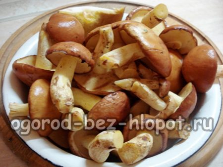 Butterpilze