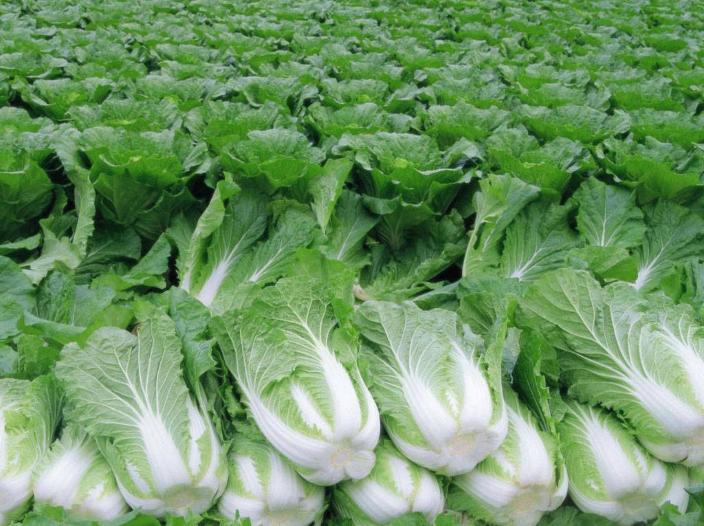 chou chinois cultivé