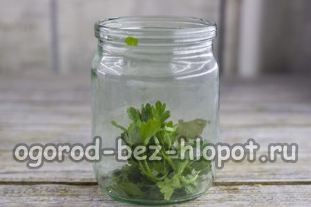 Grünzeug im Glas