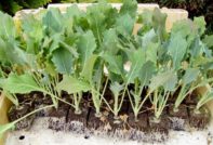 cura delle piantine di cavolo rapa
