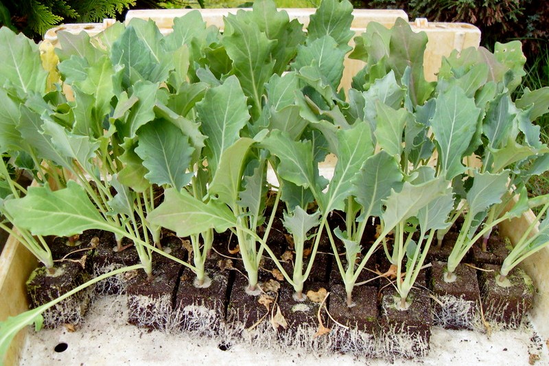Pflege von Kohlrabi-Sämlingen