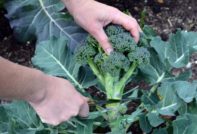 raccolta dei broccoli