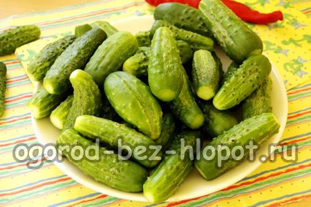 concombres à cornichons