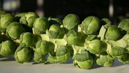 Rosenkohl