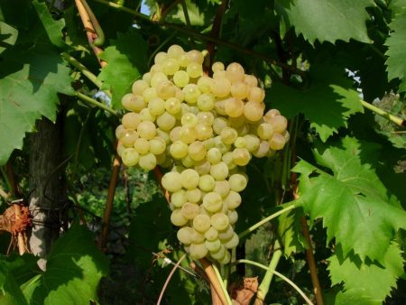 Ein Weinrebenzweig