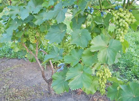 Weinanbau