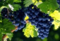 grapes_grozdia