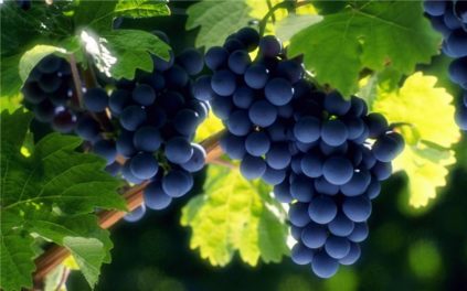 grapes_grozdia