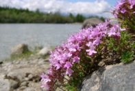 Sorten und Arten von Thymian mit Fotos und Beschreibungen