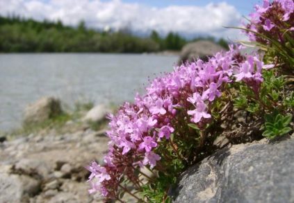 Сортове и видове мащерка със снимки и описания