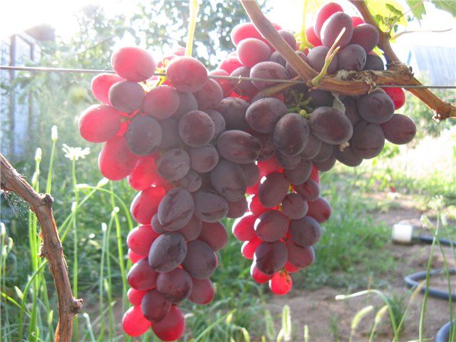 Ruby Jubilee is a grape variety
