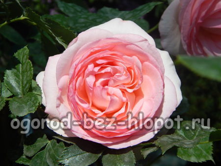 Ποικιλία Abraham Darby