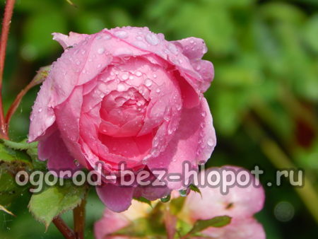 Ποικιλία Alan Titchmarsh