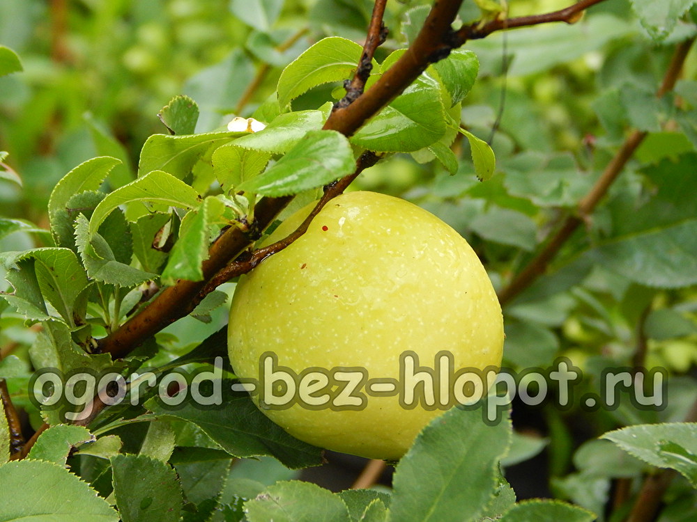 japonica