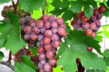 Uvas Dashunya