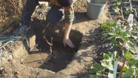 Préparation d'un trou de plantation pour les vignes