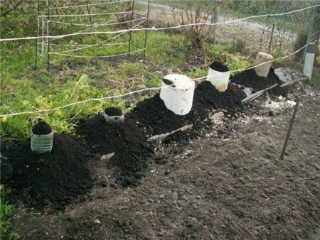 Règles pour la plantation de vignes