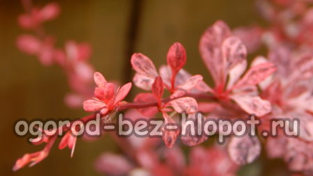 Rosenglanz