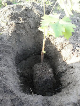 Période de plantation des vignes