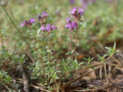 Kriechender Thymian