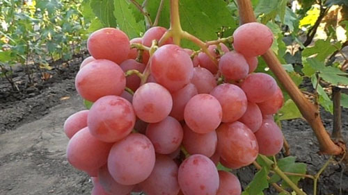 Uvas Dashunya
