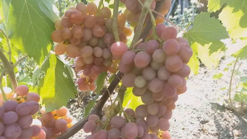 variedad híbrida Dashunya