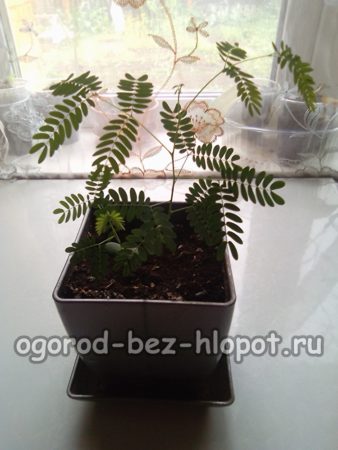 μιμόζα