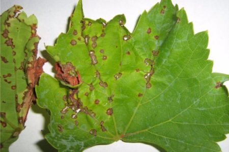 Anthracnose