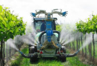Cosa e quando spruzzare l'uva