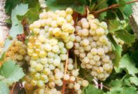 Uva di cedro di Magarach