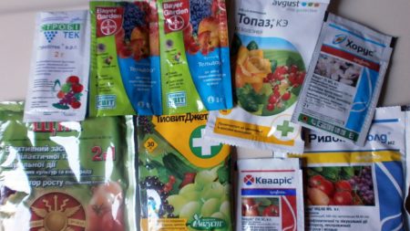 Fongicides pour le traitement des vignes contre les ravageurs et les maladies
