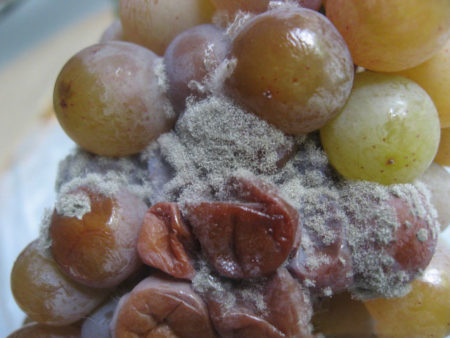 pourriture du raisin