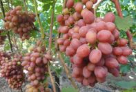 Uve precoci Gourmet