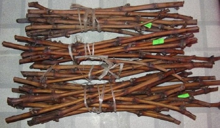 talee d'uva